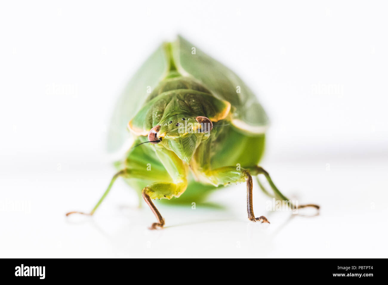 close up isolated views of bright yellow green bottle cicada. bloated, swollen abdomen on flying insect. entomology concept. Stock Photo