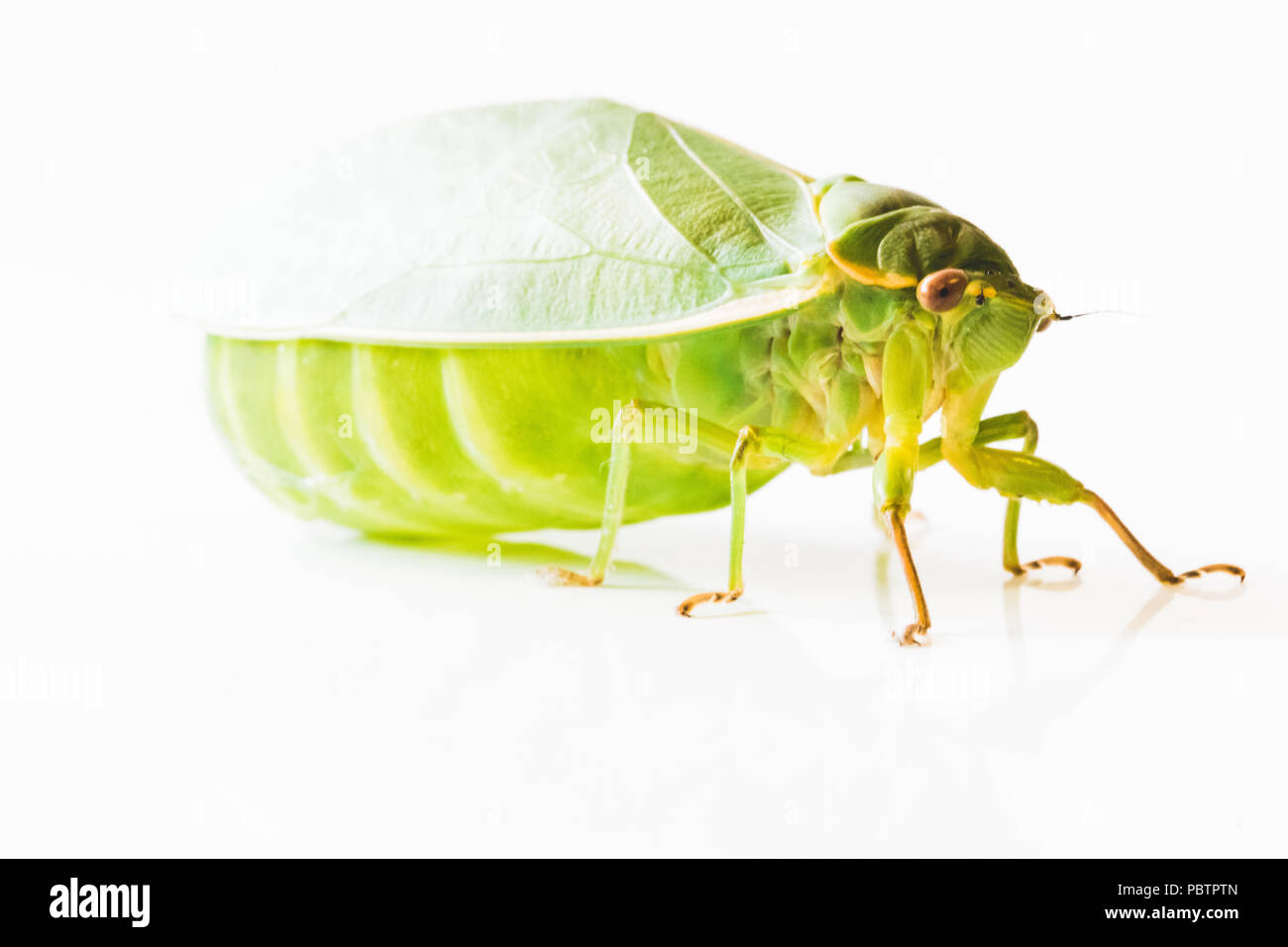close up isolated views of bright yellow green bottle cicada. bloated, swollen abdomen on flying insect. entomology concept. Stock Photo