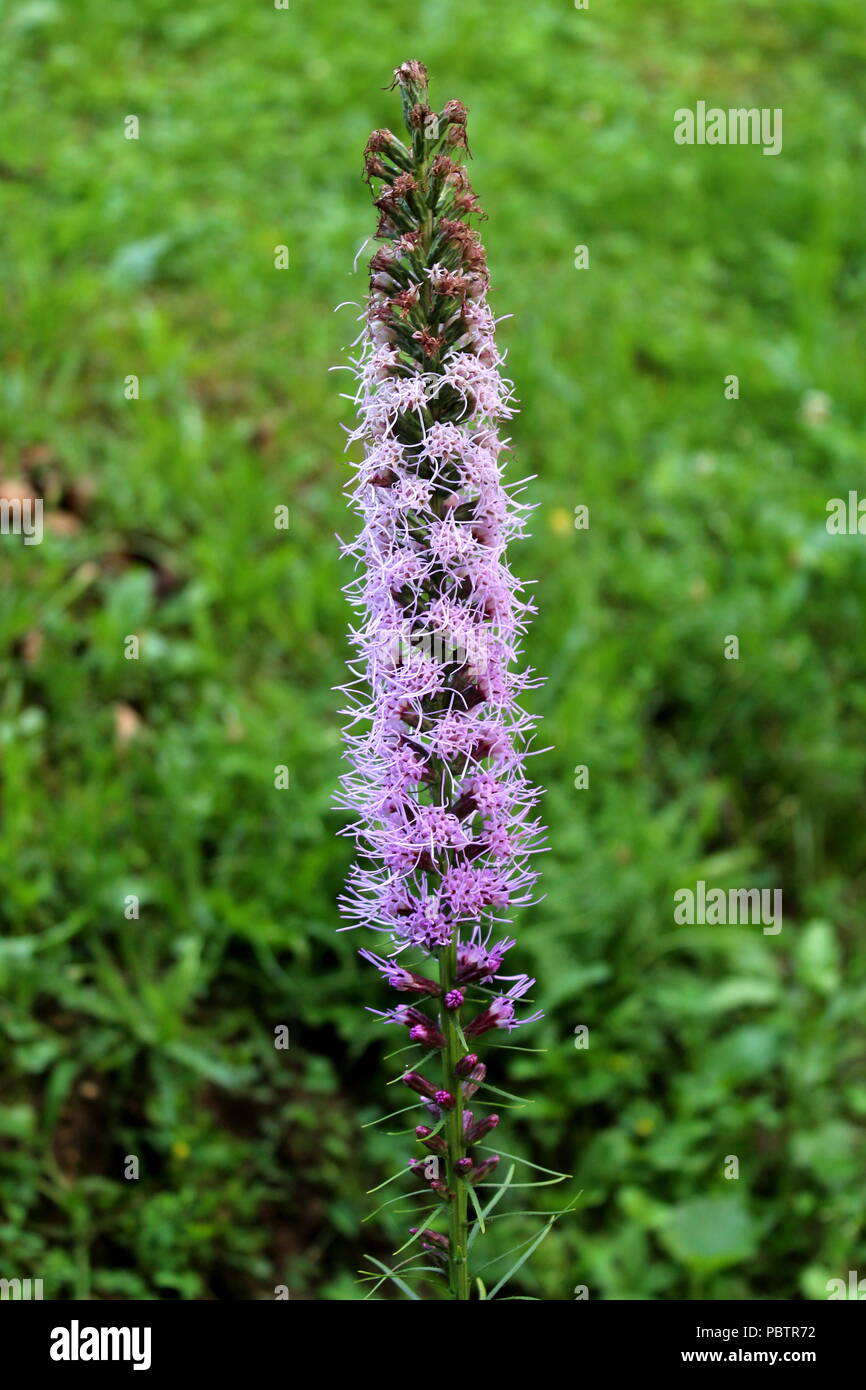 Dense blazing star or Liatris spicata or Prairie gay feather herbaceous perennial flowering plant with tall spikes of purple flowers fully blooming wi Stock Photo