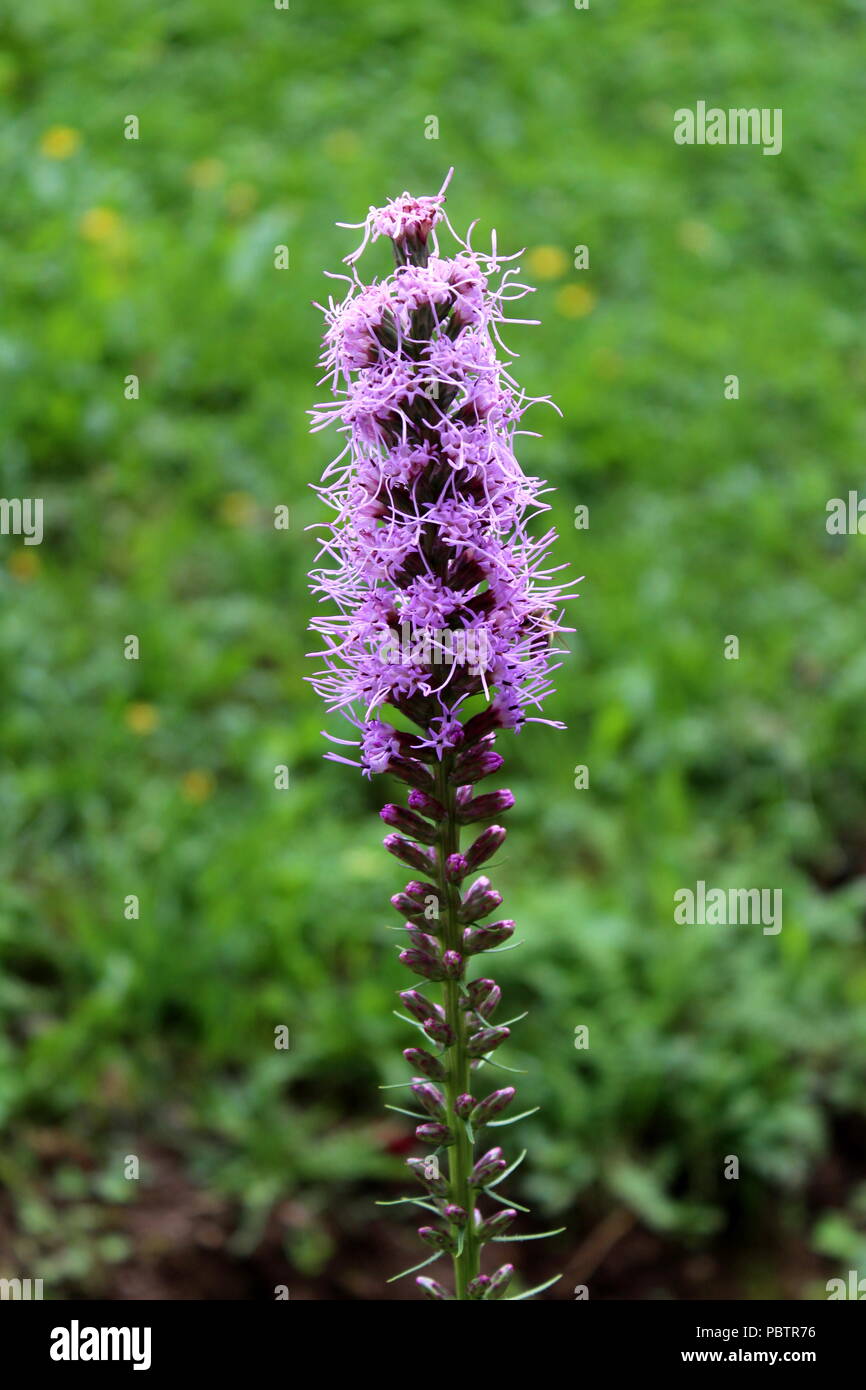 Dense blazing star or Liatris spicata or Prairie gay feather herbaceous perennial flowering plant with tall spikes of purple flowers half open at top Stock Photo