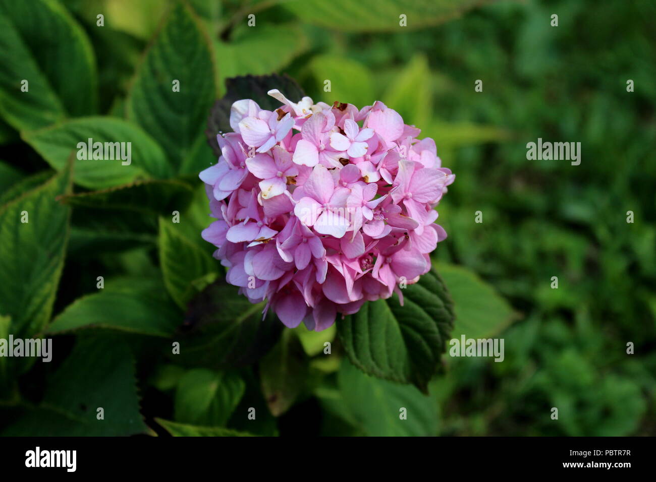 Hydrangea Or Hortensia Garden Shrub With Multiple Small Dark Pink Flowers With Pointy Petals Surrounded With Thick Green Leaves And Other Garden Veget Stock Photo Alamy