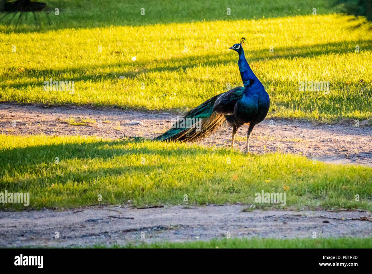 A Peafowl Peacock in Ham Lake, Minnesota Stock Photo