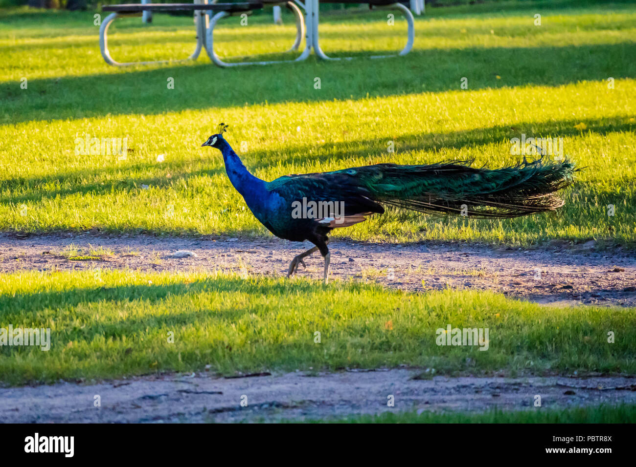 A Peafowl Peacock in Ham Lake, Minnesota Stock Photo