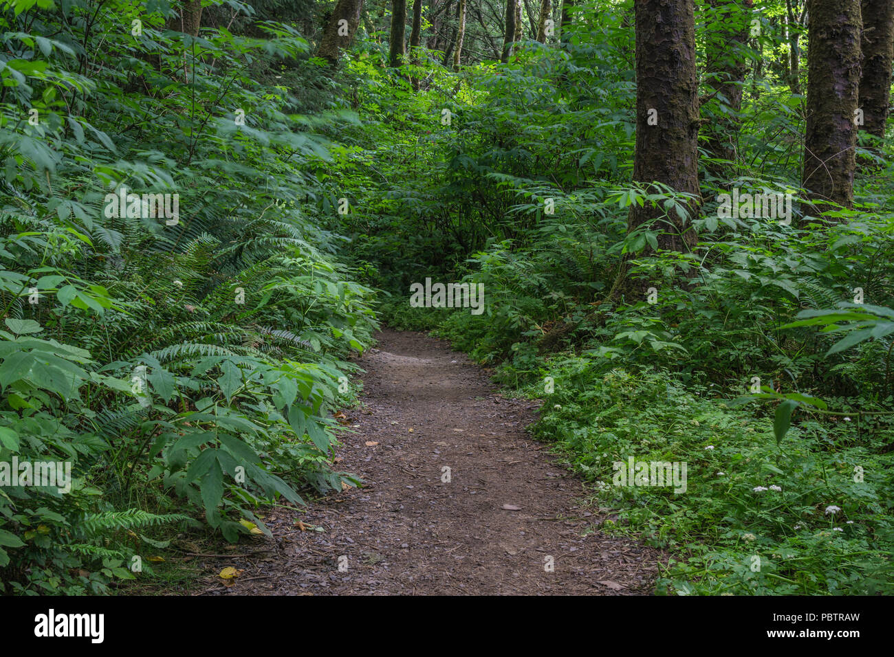 Hiking trail between greenery in the heavy brush and trees of coastal