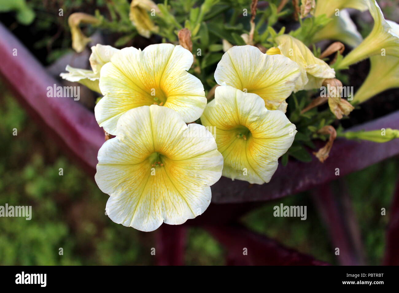Petunia Easy wave yellow hybrid flowers with sunny golden yellow blooms