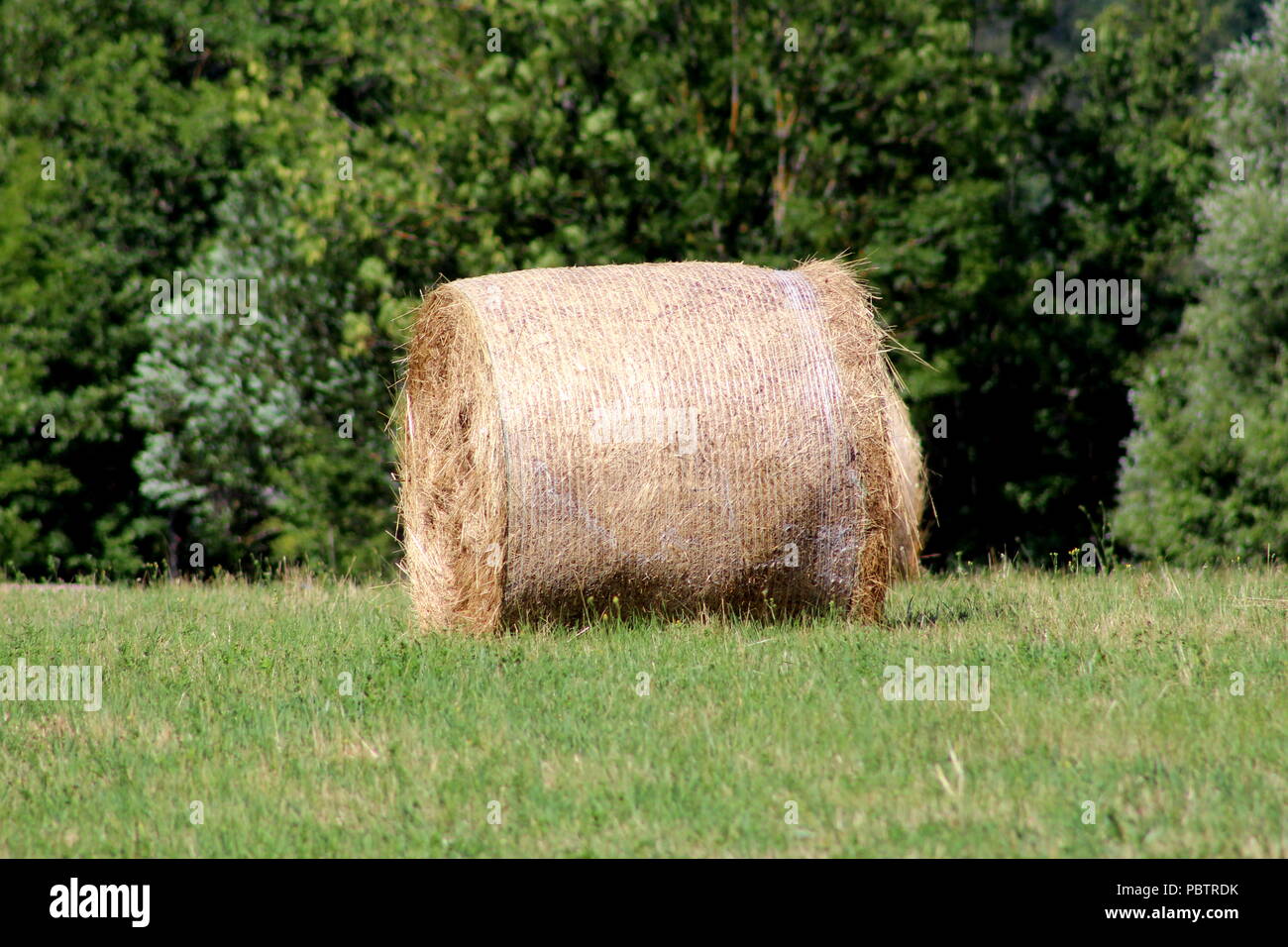 Round hay bale left to dry on meadow with uncut grass and forest