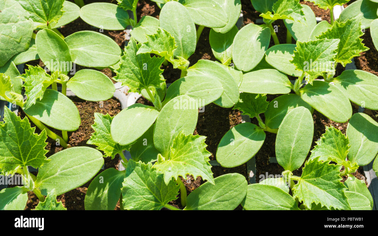 Zucchini seedling growing on a vegetable bed. Cultivation and planting of zucchini.Growing courgettes . (Cucurbita pepo) Stock Photo