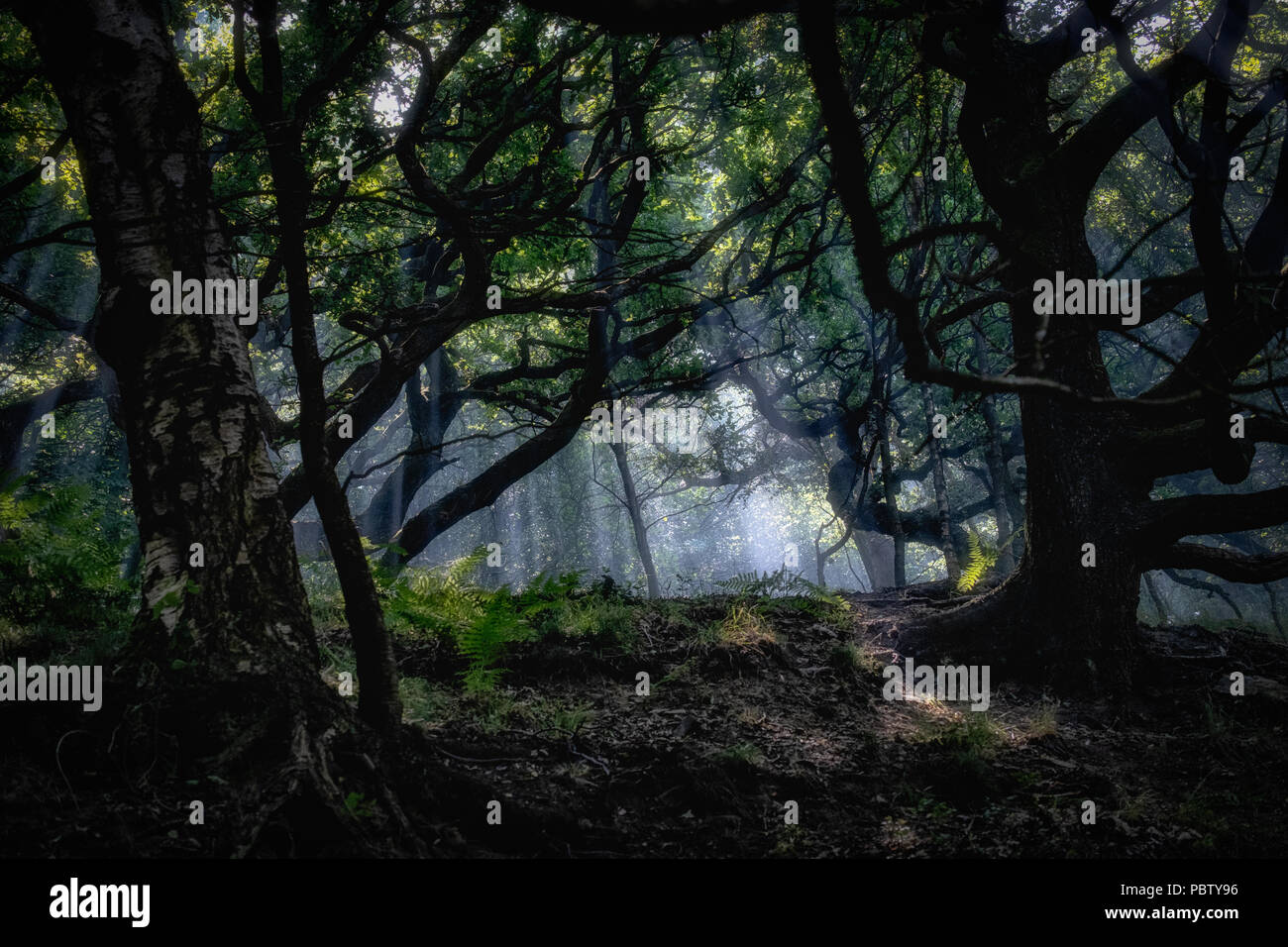 Strong atmospheric concept images taken against a strong sun filtering through the trees with distinct sun rays lighting the trees and woodlands Stock Photo