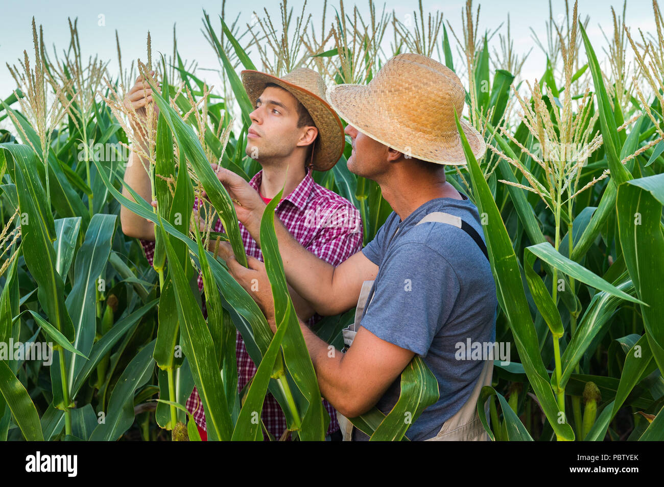Corn farmers men hi-res stock photography and images - Alamy