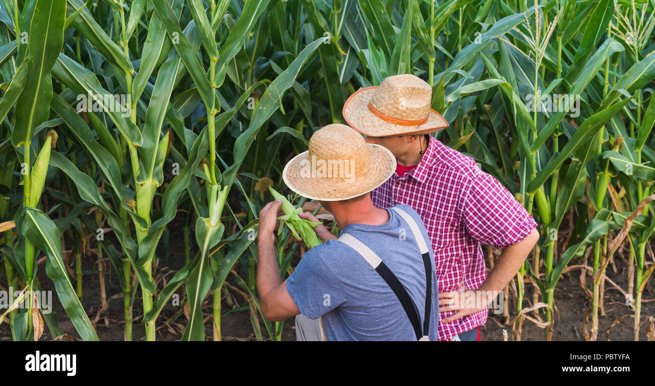 Farmers standing in corn field hi-res stock photography and images - Alamy