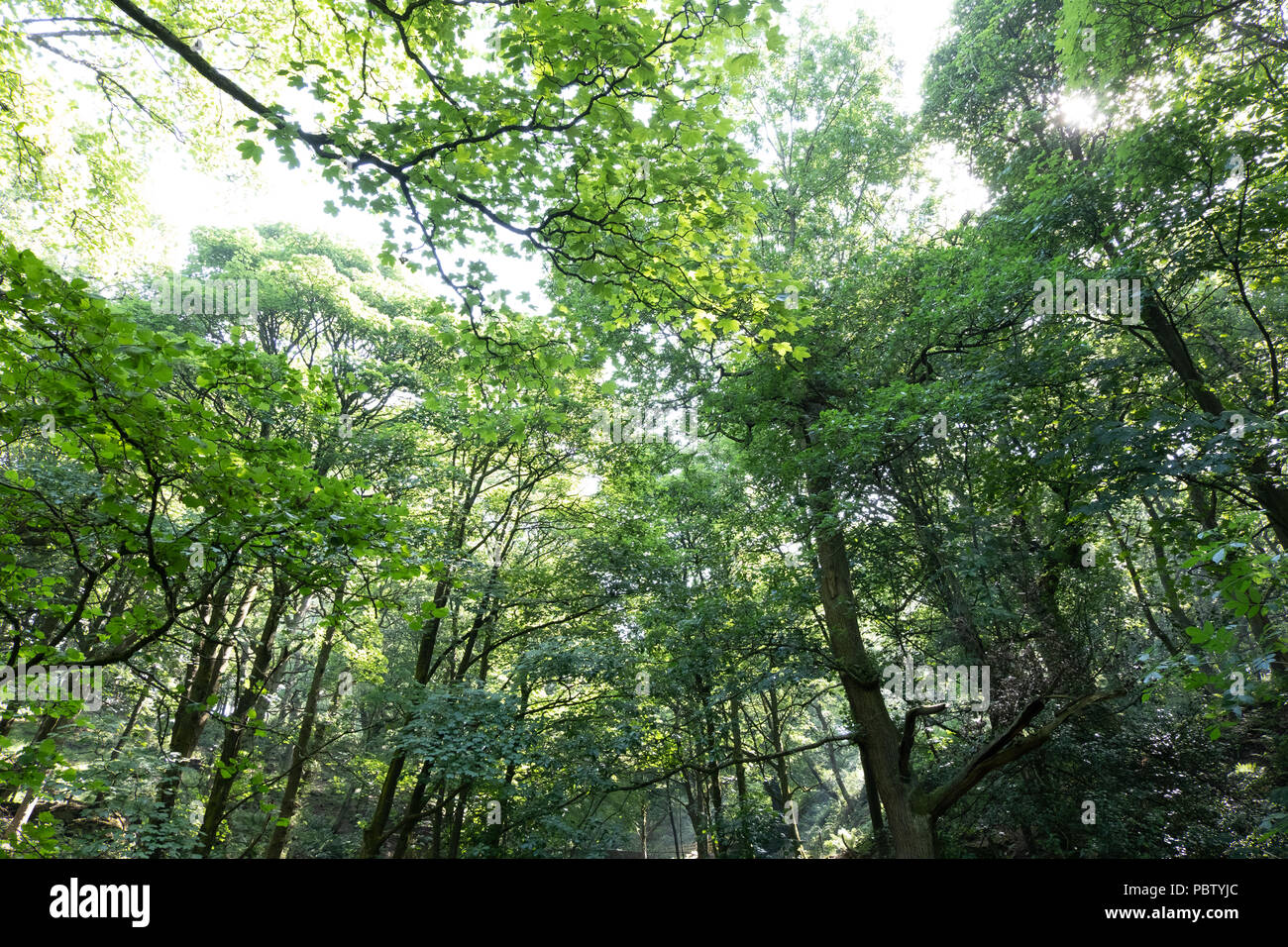 Strong atmospheric concept images taken against a strong sun filtering through the trees with distinct sun rays lighting the trees and woodlands Stock Photo