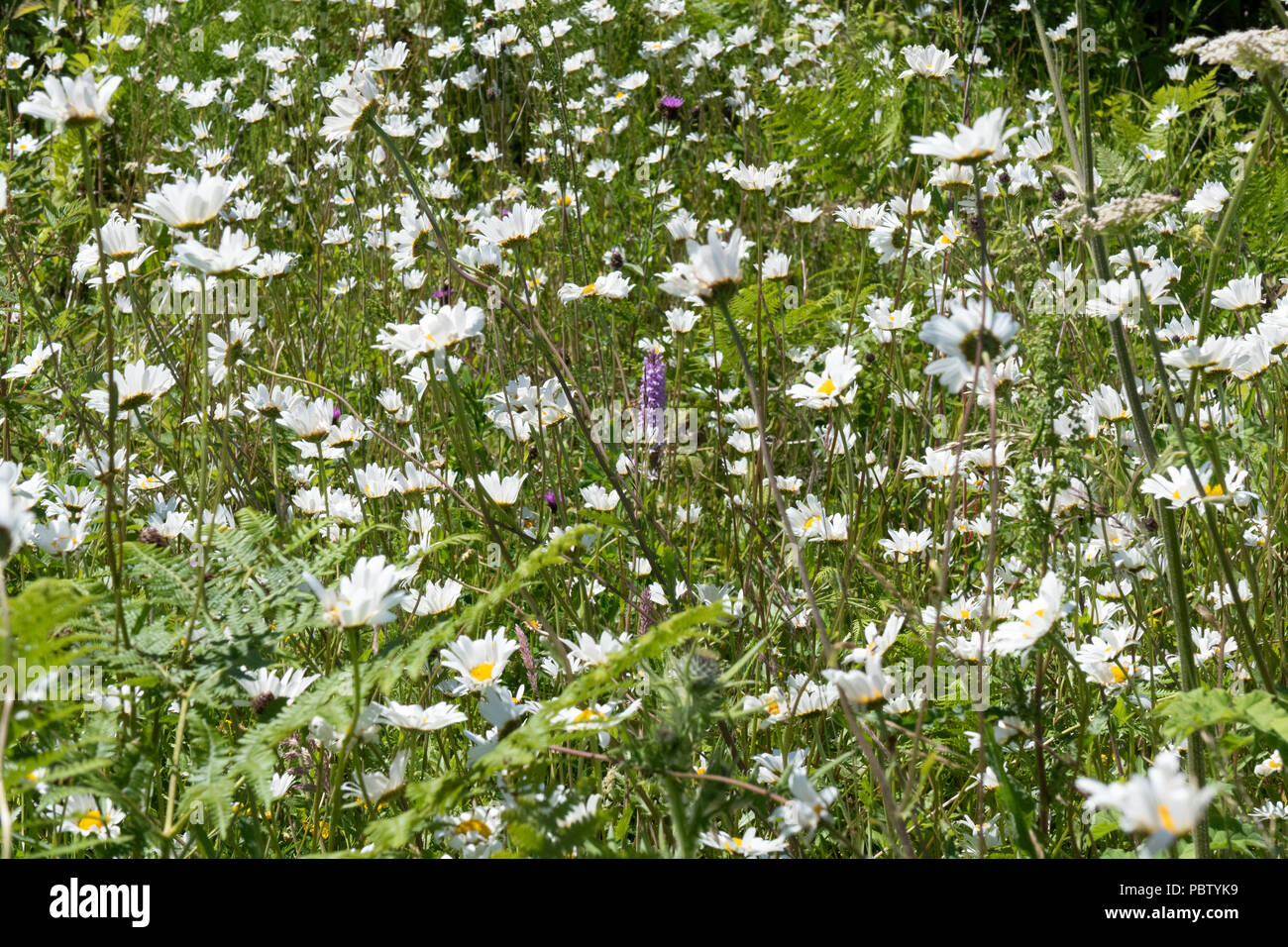Macro and close up photos of wild flowers Stock Photo - Alamy
