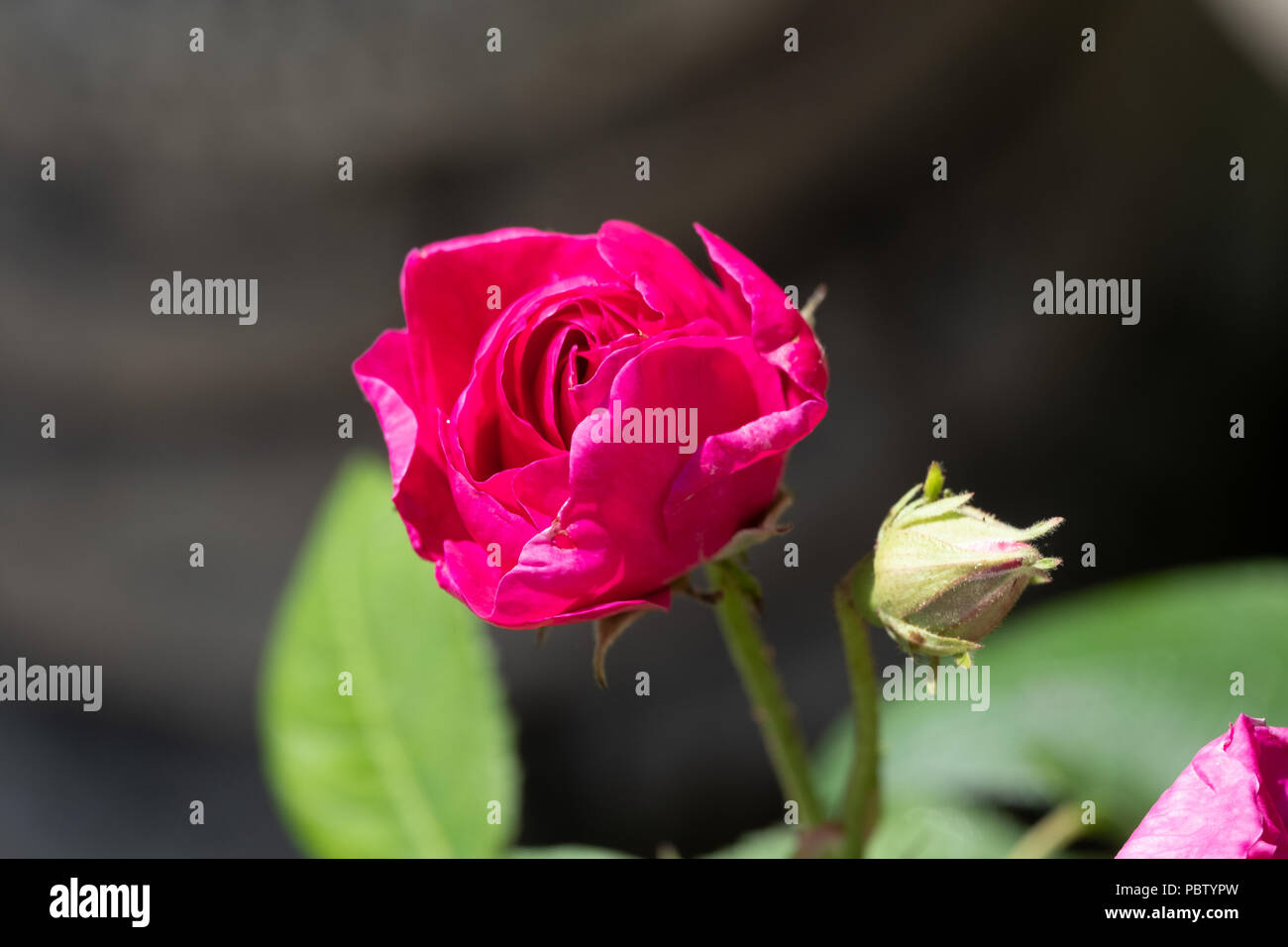 Macro and close up photos of wild flowers Stock Photo - Alamy