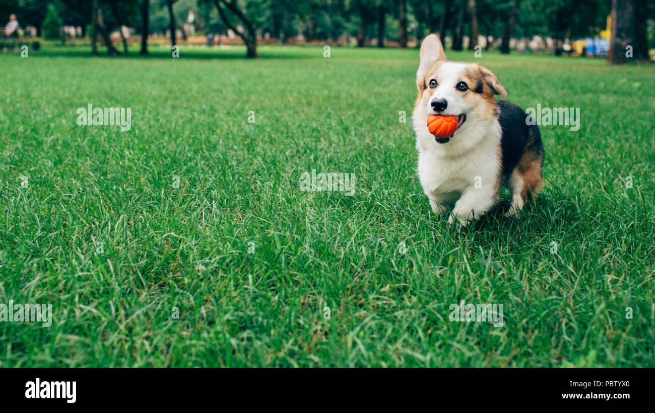 Happy welsh corgi running through grass Stock Photo