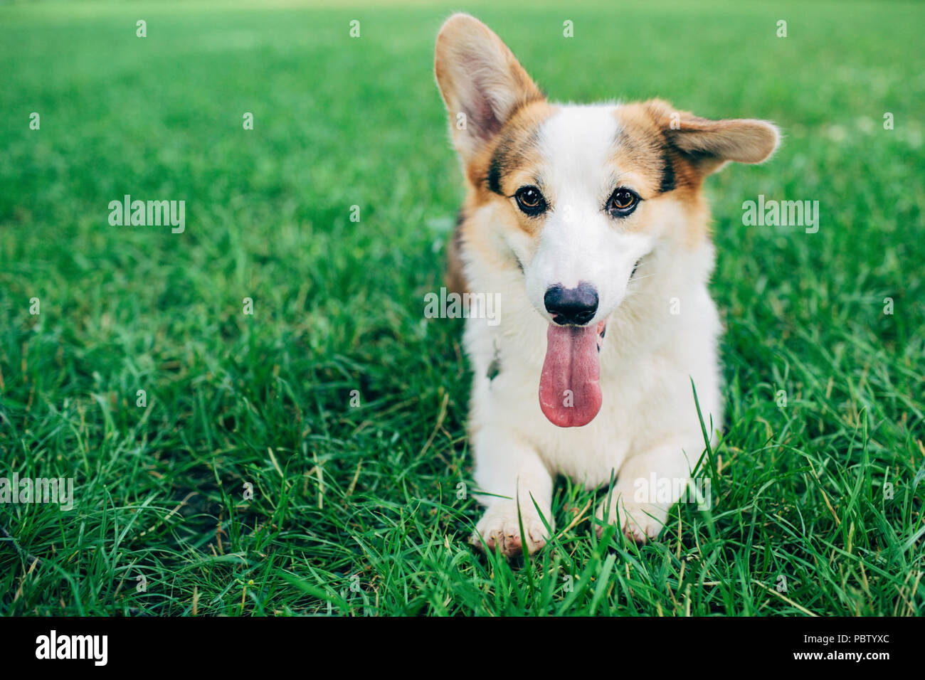 welsh corgi dog sitting on grassy field Stock Photo