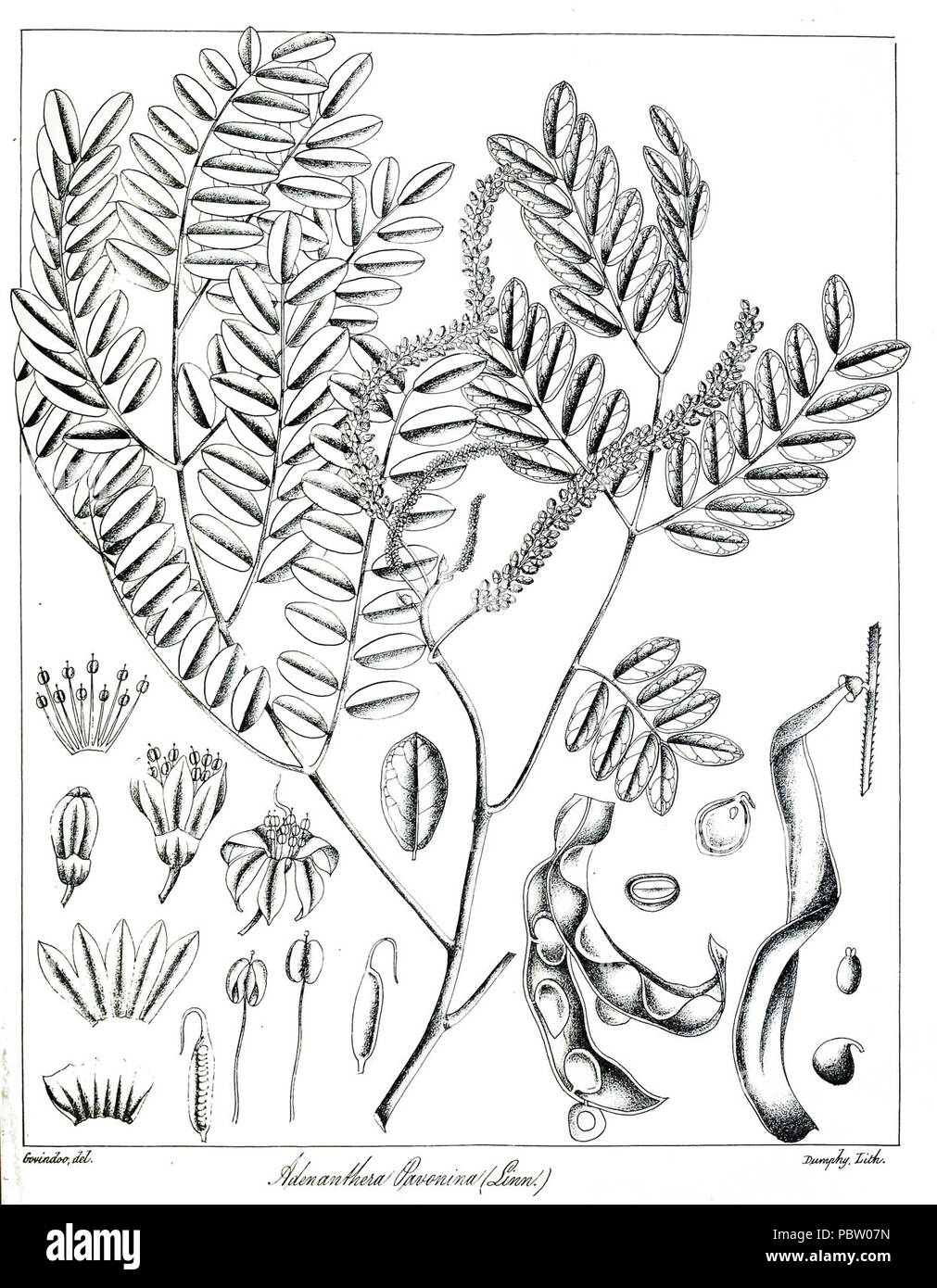 Adenanthera pavonina Govindoo. Stock Photo