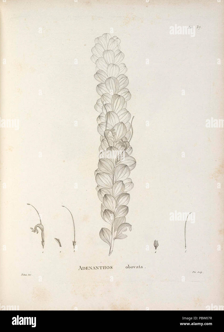 Adenanthos obovatus Poiteau. Stock Photo