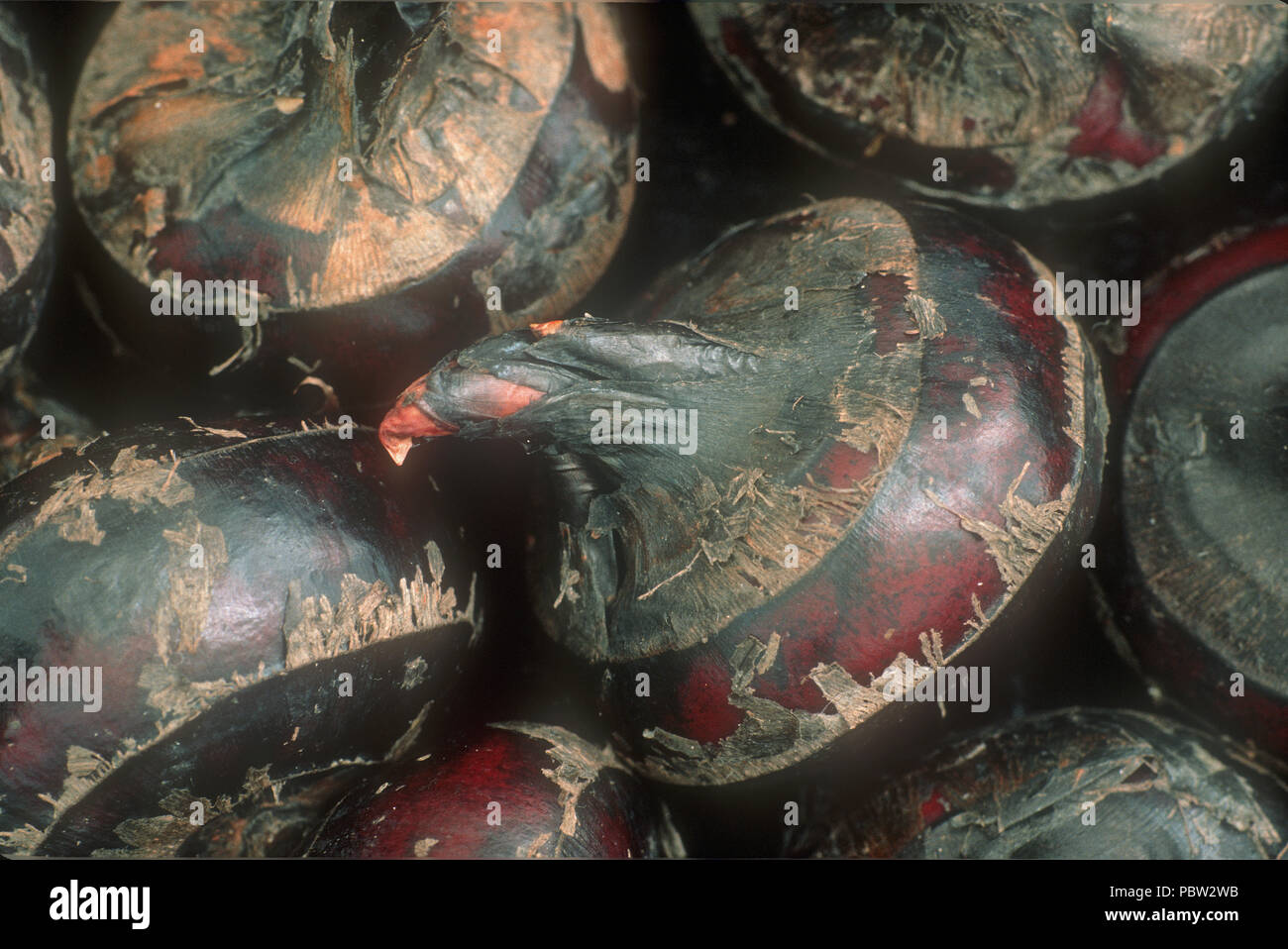 Water chestnuts hires stock photography and images Alamy