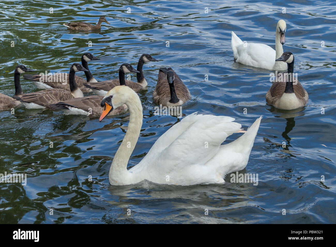Mute Swans and Canada Geese on the River Thames at Windsor Stock Photo