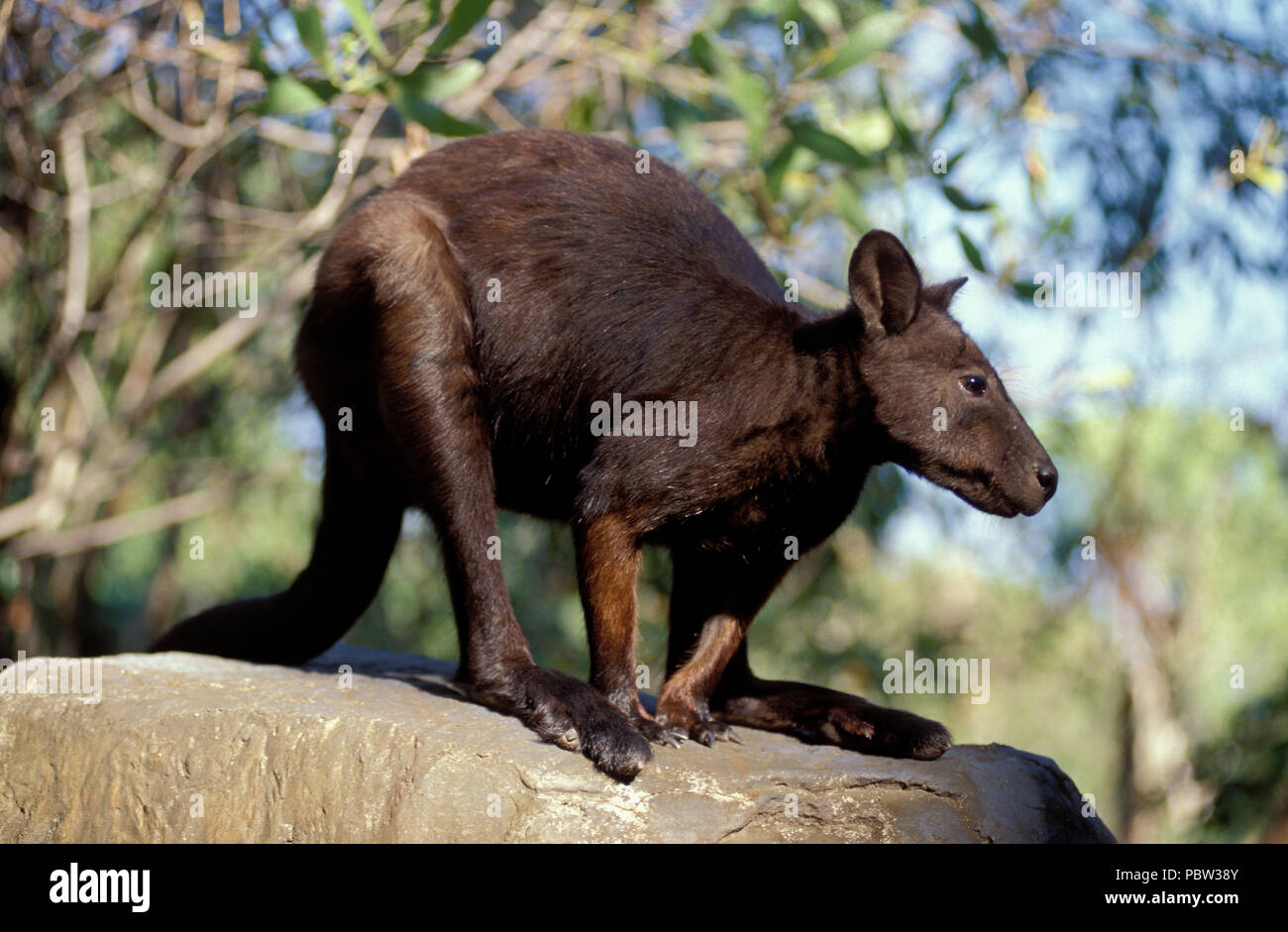 BLACK-FOOTED ROCK WALLABY (PETROGALE LATERALIS) NORTHERN TERRITORY,  AUSTRALIA Stock Photo - Alamy