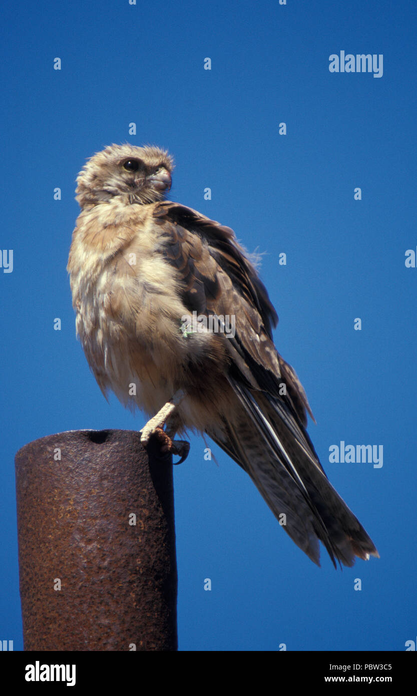 Birds of the northern territory hi-res stock photography and images - Alamy