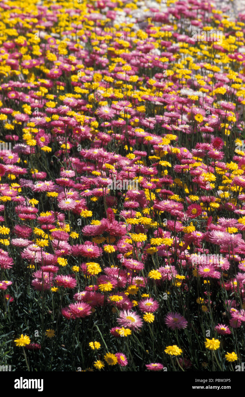 Outsidepride Helipterum Rose Paper Daisy Everlasting Flowers Great for  Dried Floral Arrangements - 1000 Seeds