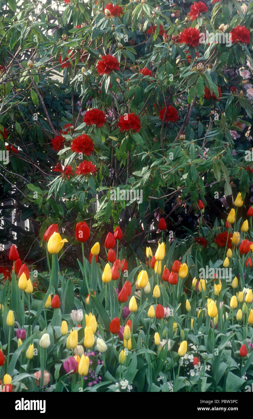 Blue Mountains garden featuring red Rhododendron bush and yellow and red tulips growing in the foreground, New South Wales, Australia. Stock Photo