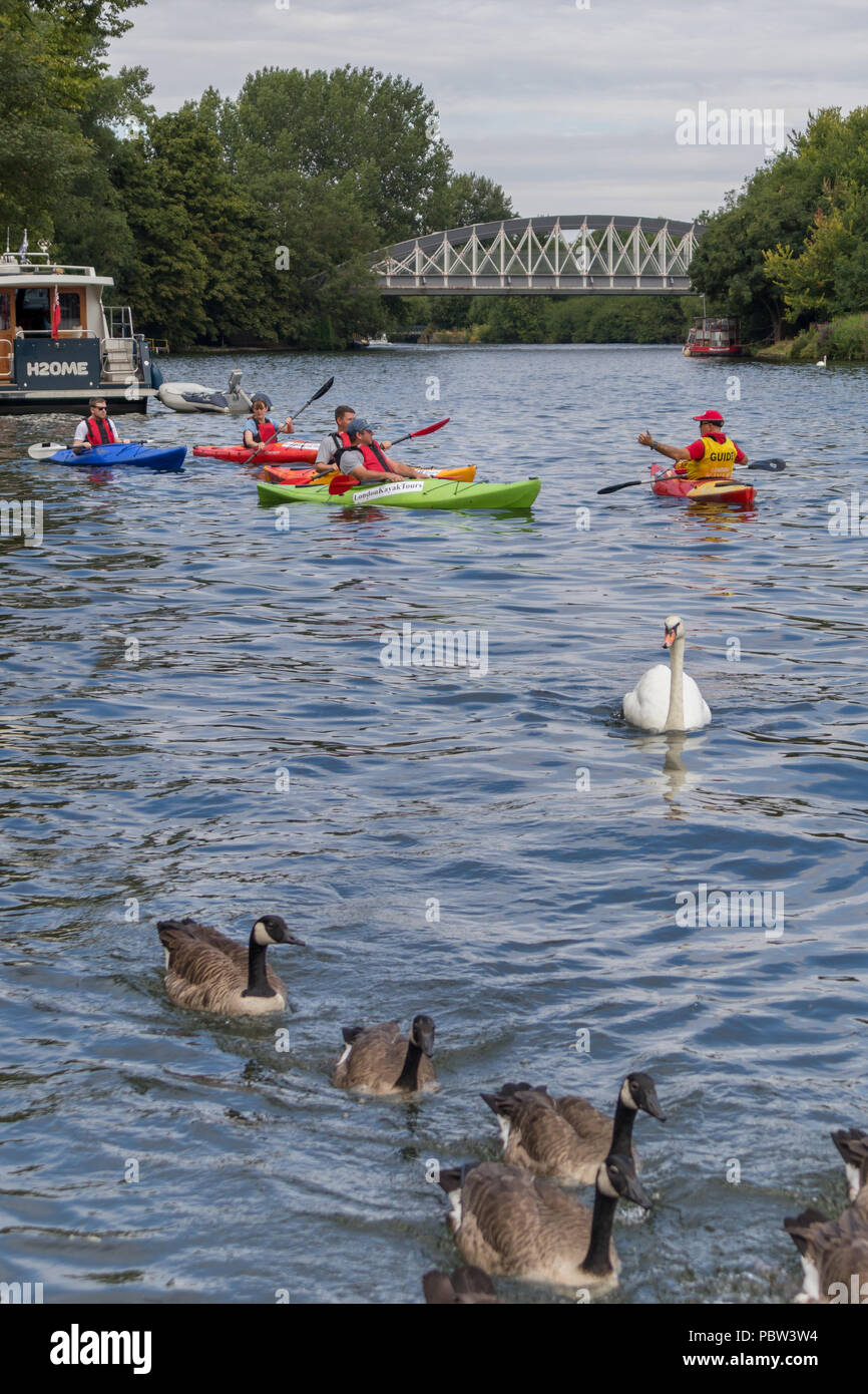 WINDSOR, MAIDENHEAD & WINDSOR/UK - JULY 22 : People kayaking down the River Thames at Windsor, Maidenhead & Windsor on July 22, 2018. Unidentified people Stock Photo