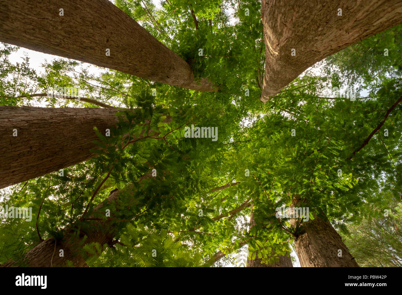 Looking up into the branch structure of a multi-stem Dawn Redwood tree (Metasequoia glyptostroboides). Arnold Arboretum, Boston, Massachusetts, USA Stock Photo
