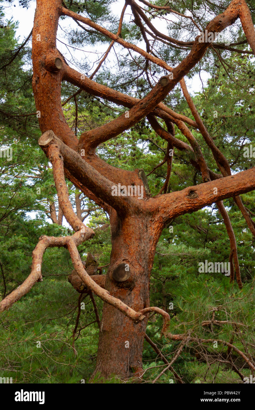 Tangled branches of an old Japanese red pine (Pinus densiflora). Arnold Arboretum, Boston, Massachusetts, USA Stock Photo