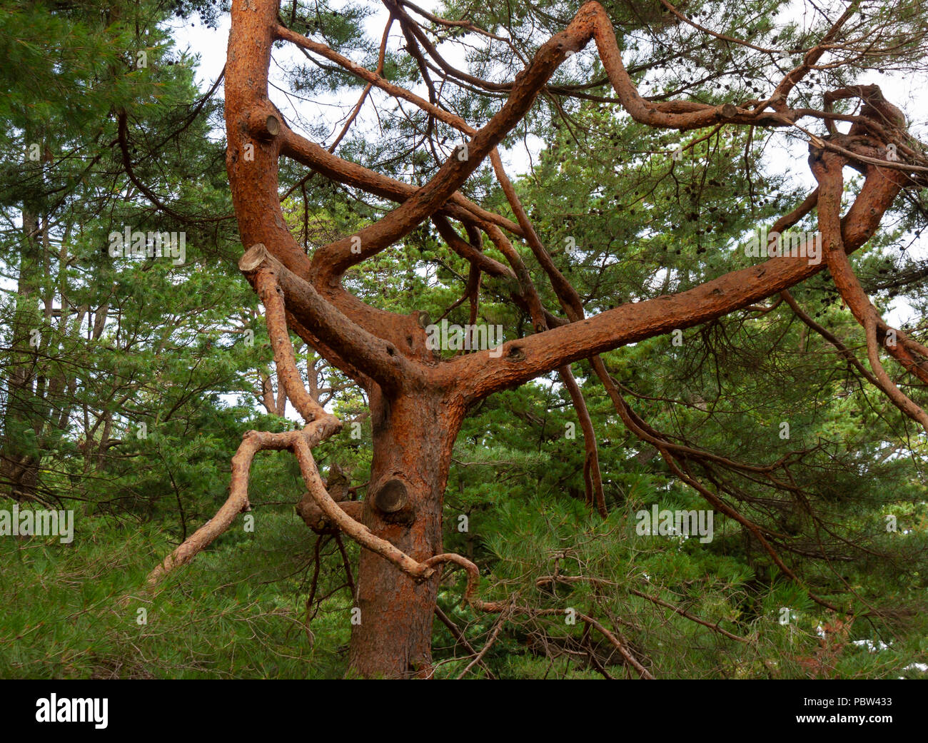 Tangled branches of an old Japanese red pine (Pinus densiflora). Arnold Arboretum, Boston, Massachusetts, USA Stock Photo
