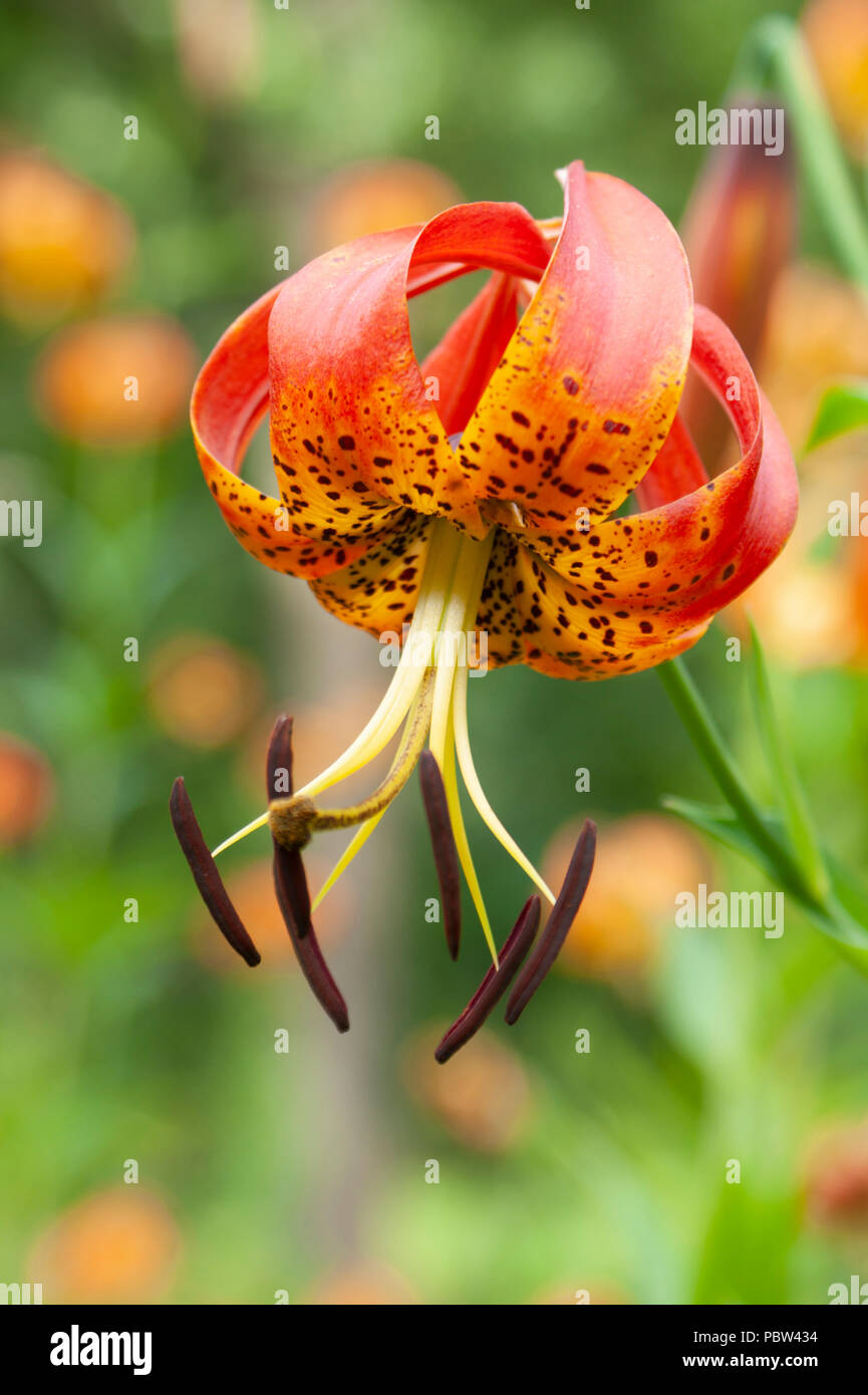 Closeup view of a Turk's cap lily (Lilium superbum). Arnold Arboretum, Boston, Massachusetts, USA Stock Photo
