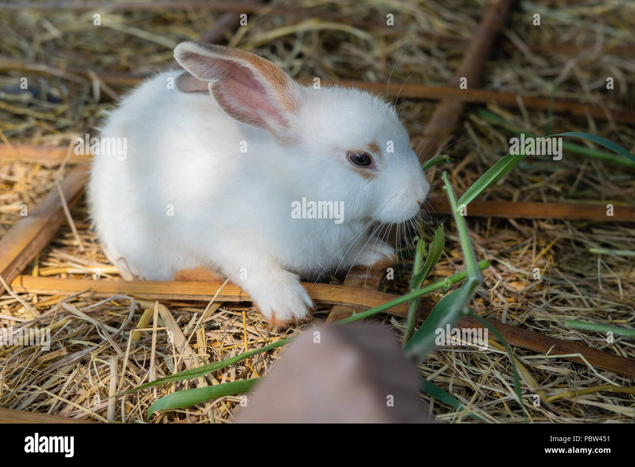 Hand Feeding Baby Bunnies atelieryuwa.ciao.jp