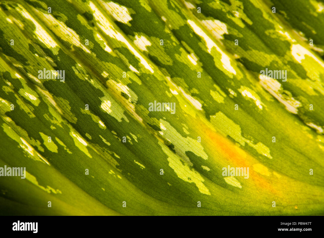 Mottled leaf hi-res stock photography and images - Alamy