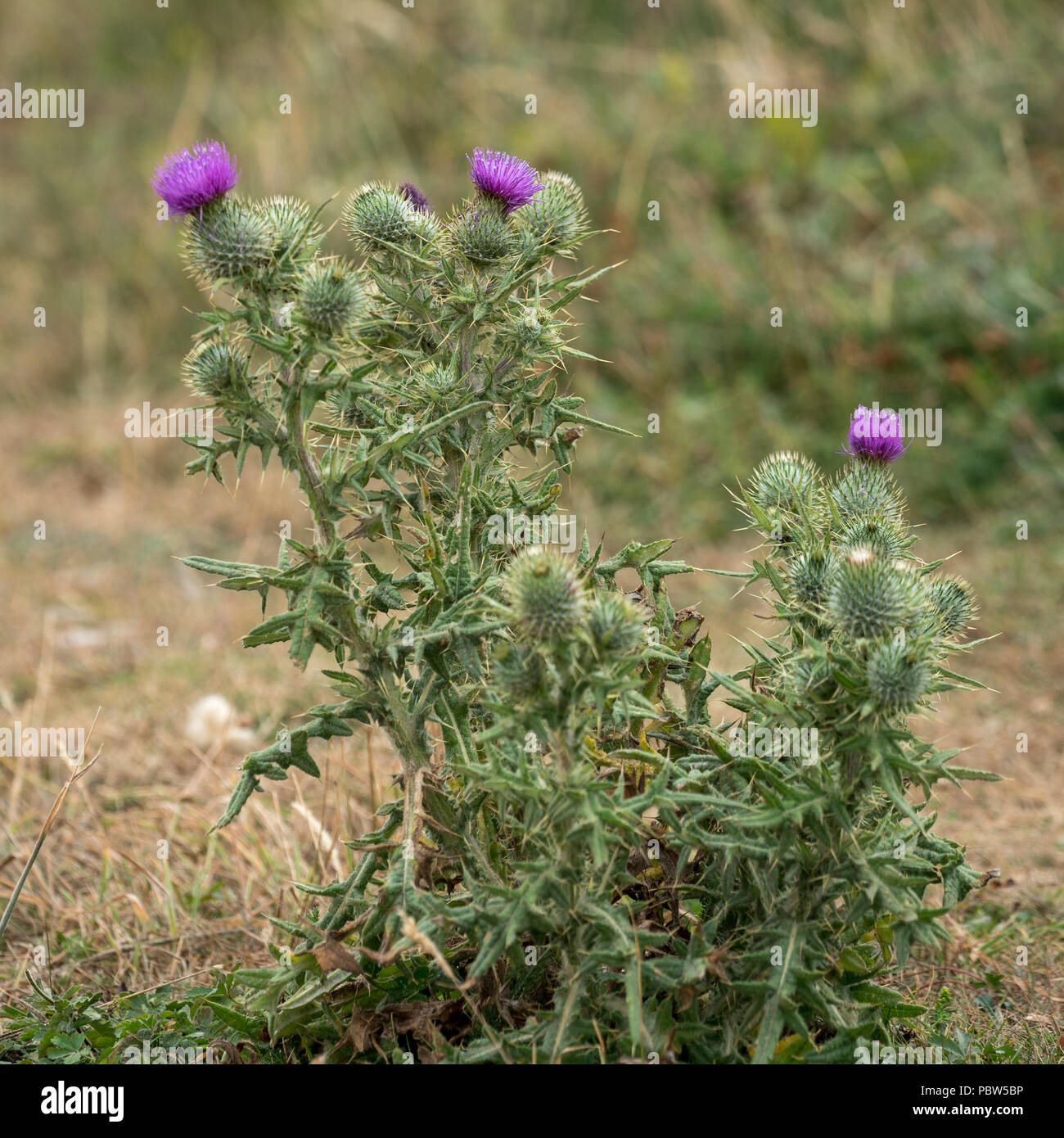 Spear Thistle (Cirsium vulgare) flowering in the Sussex countryside Stock Photo