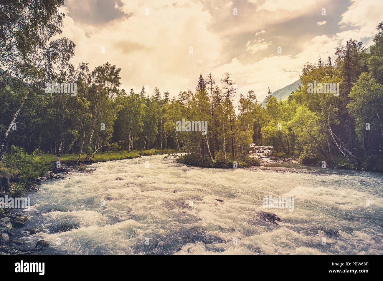 Beautiful river in forest nature. Peaceful toned nature background. Fast water stream in mountain river with coniferous forest Beautiful scenery. Wild Stock Photo