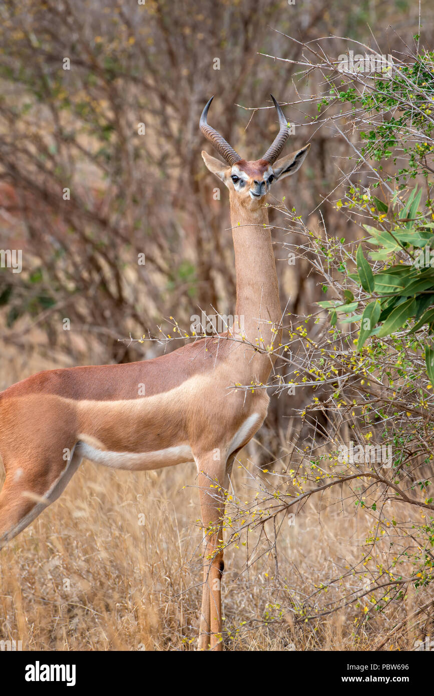 Gerenuk standing upright to reach leaves, National park of Kenya