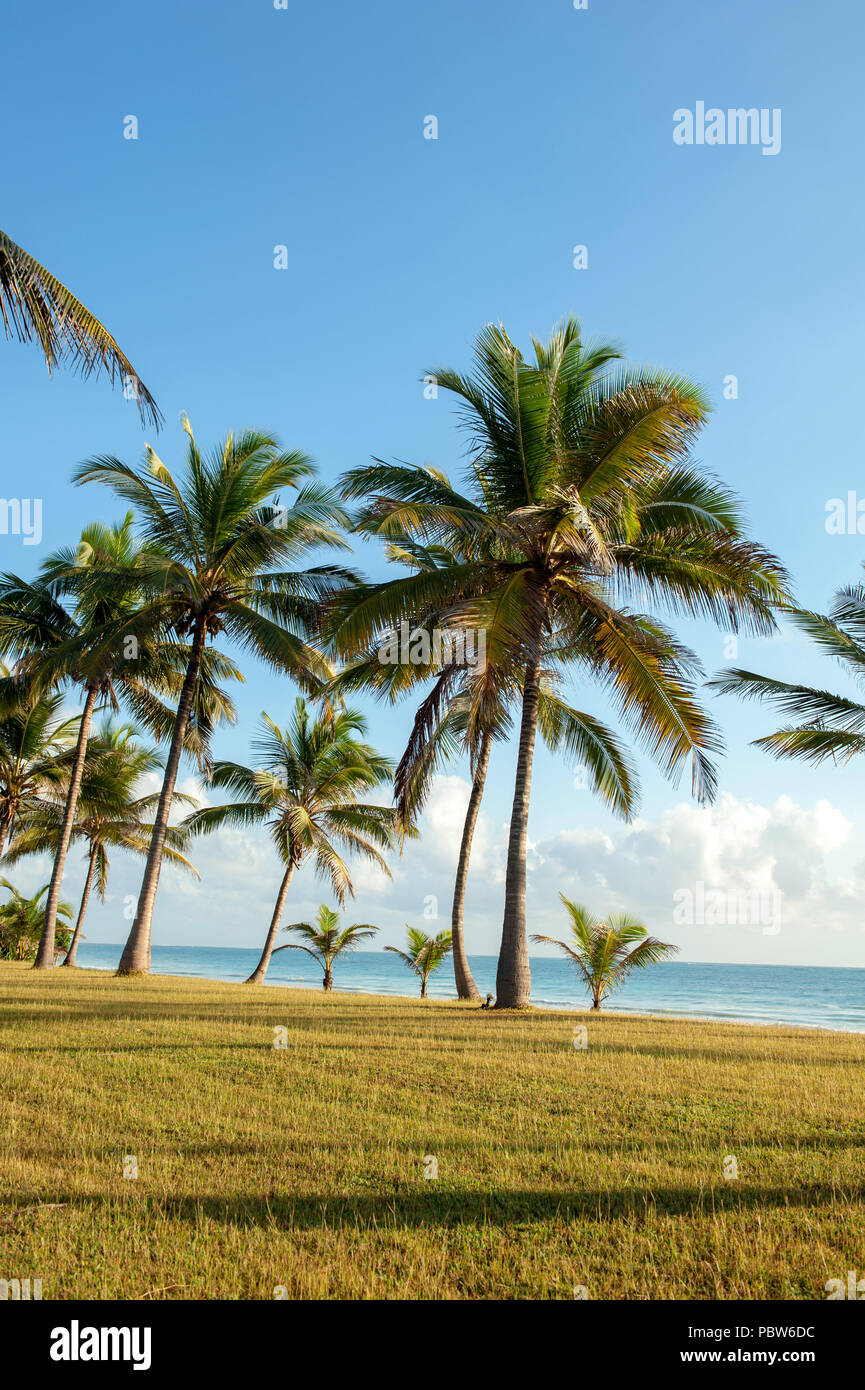 Beautiful palm trees at the beach Indian ocean Stock Photo - Alamy