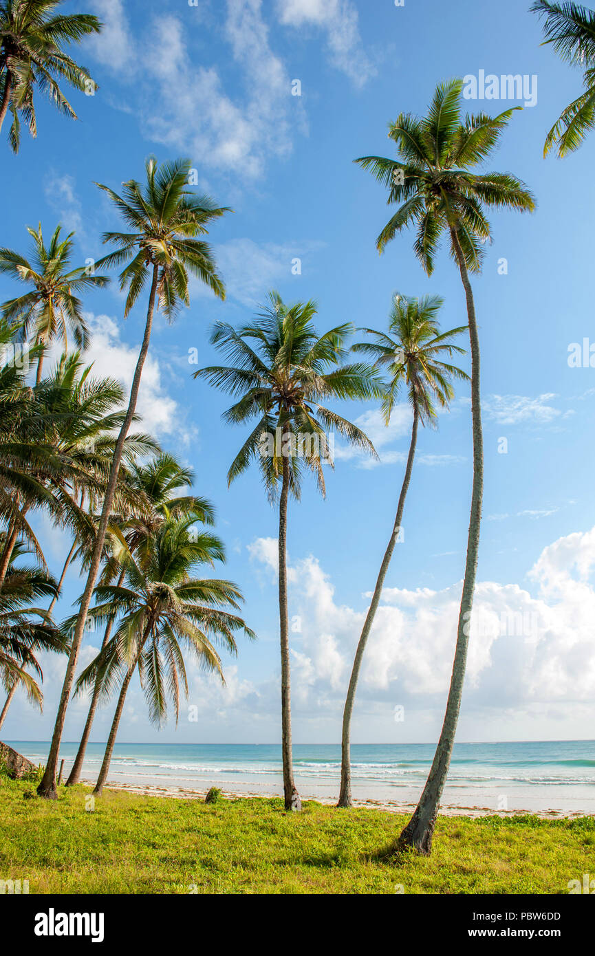 Beautiful palm trees at the beach Indian ocean Stock Photo - Alamy