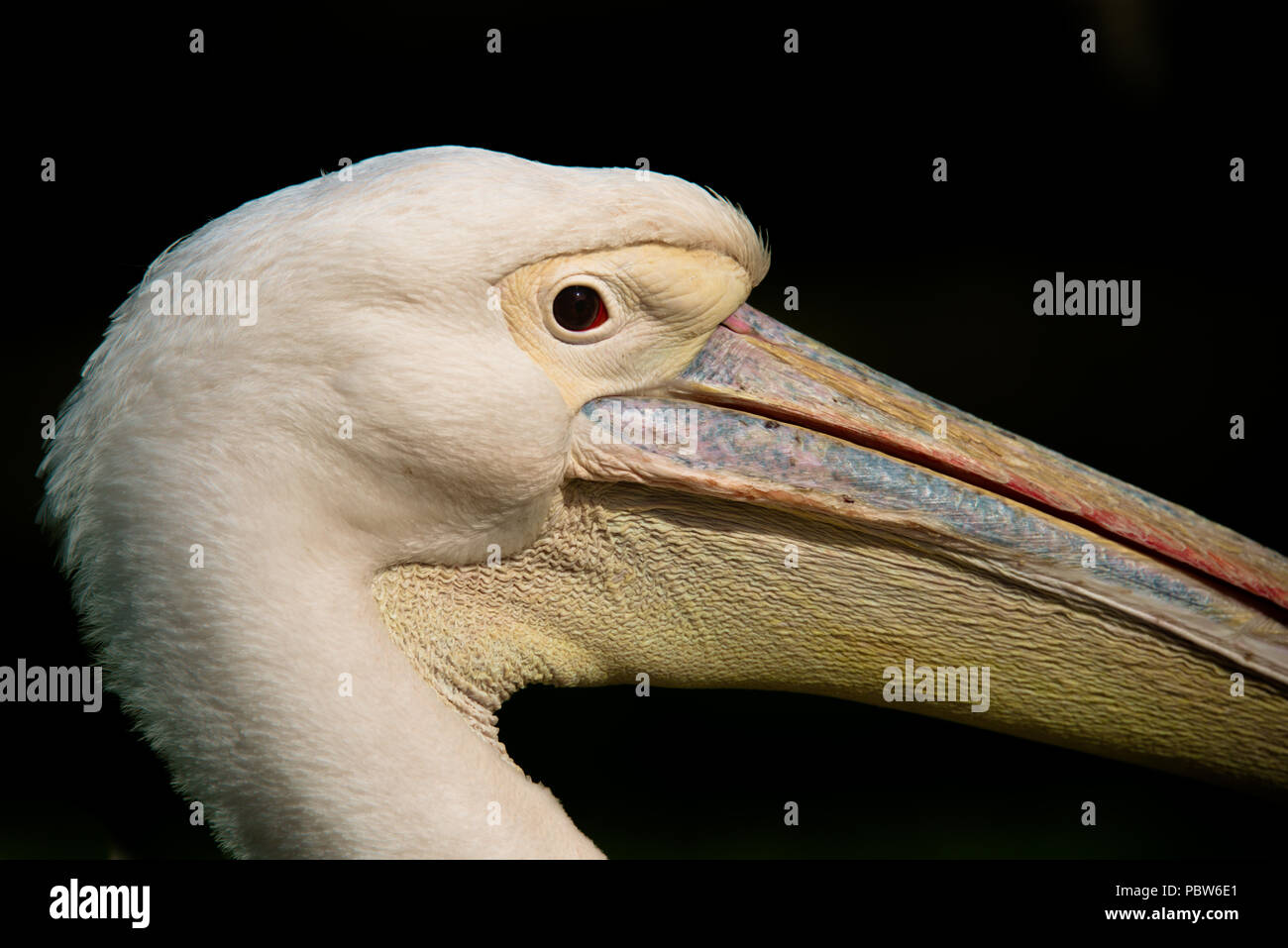 A very close up profile photograph of a pelican facing right. This shows the eye and part of the beak. It has a black background with copy space Stock Photo