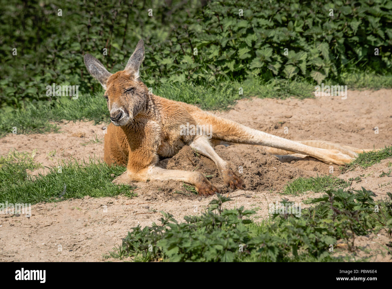A full length photograph of a red kangaroo lying in the sunshine. It has its eyes shut and is spread out in a relaxing pose on sand with foliage in th Stock Photo