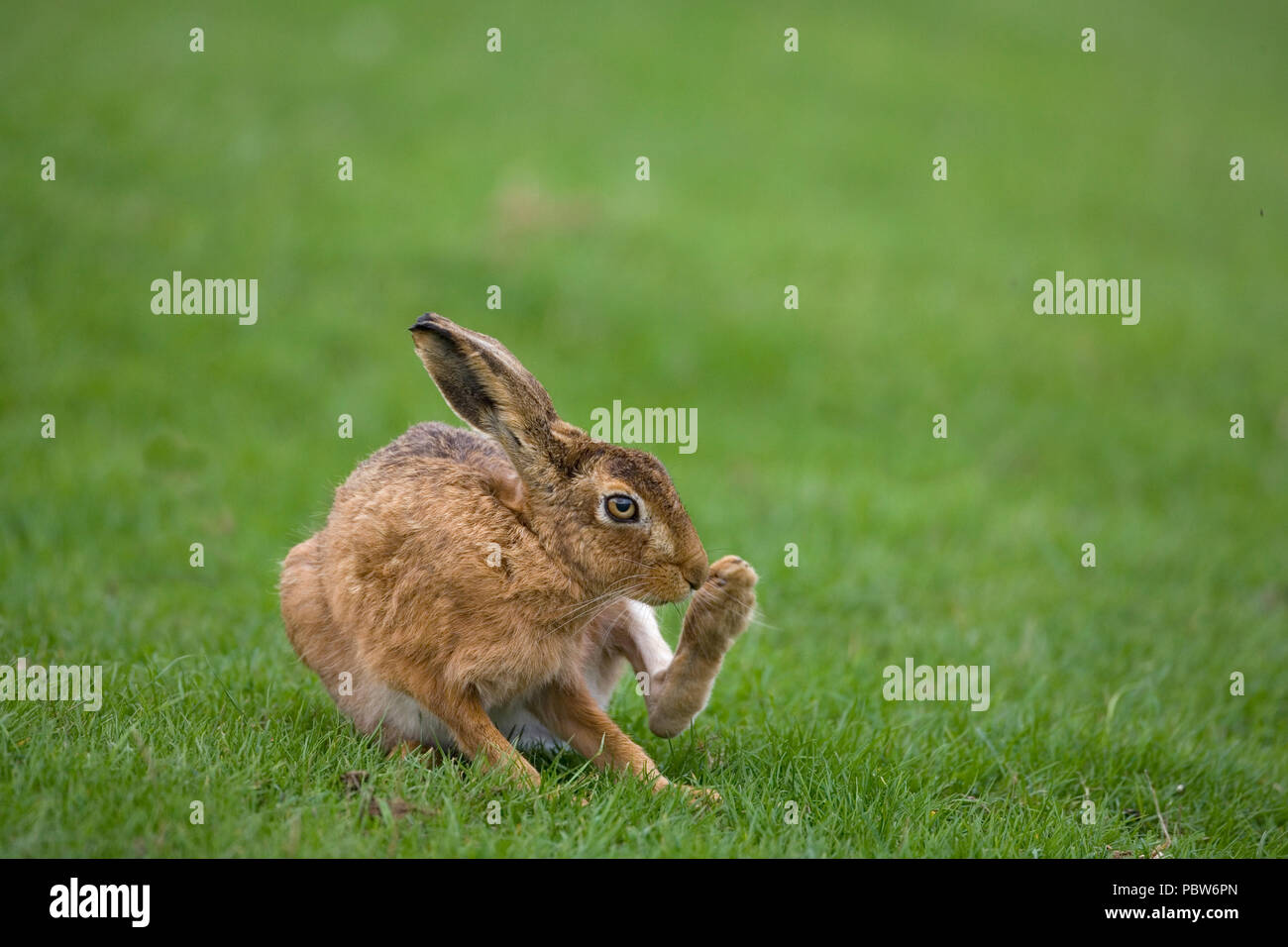 Brown hare Lepus europaeus scratching and cleaning fur Stock Photo