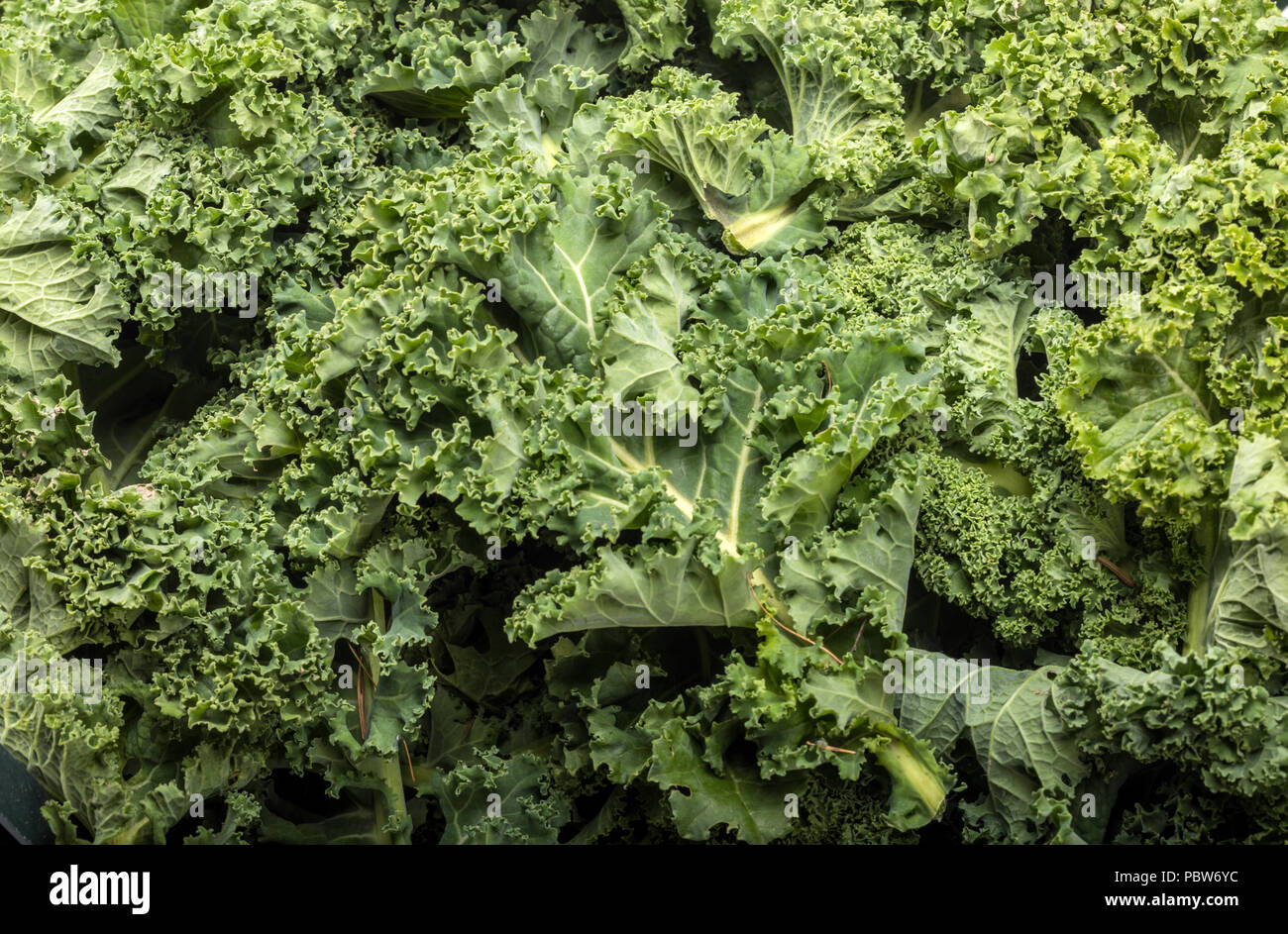 A healthy fresh curly kale Stock Photo Alamy