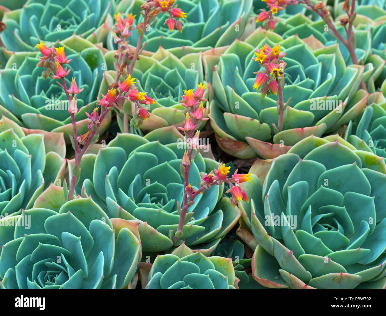 Old Hens and Chicks, Hens and Chicks, Blue Echeveria, Glaucous Echeveria in flower Stock Photo