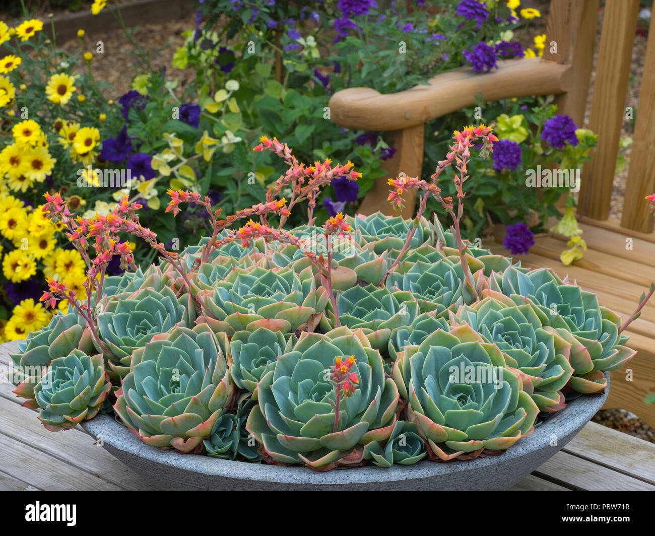 Old Hens and Chicks, Hens and Chicks, Blue Echeveria, Glaucous Echeveria in flower Stock Photo