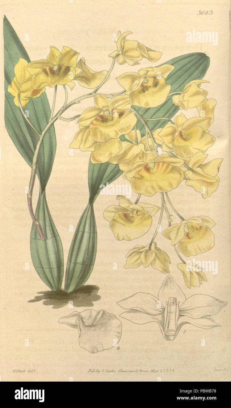 158 Dendrobium lindleyi (as Dendrobium aggregatum) - Curtis' 65 (N.S. 12) pl. 3643 (1839) Stock Photo