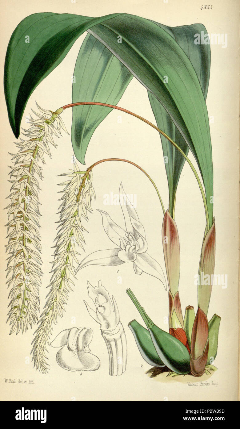 159 Dendrochilum glumaceum - Curtis' 81 (Ser. 3 no. 11) pl. 4853 (1855) Stock Photo