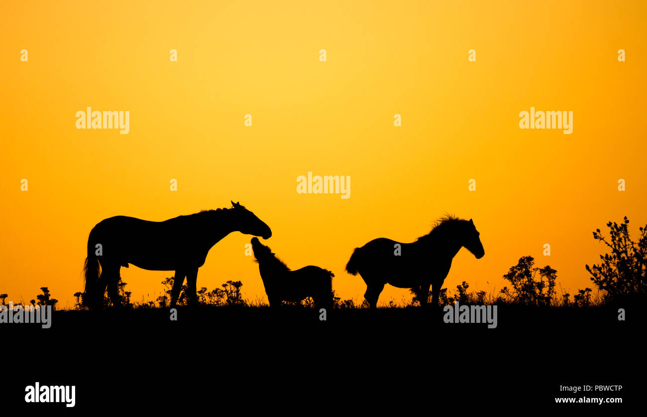 Horses at sunrise in north east England on a hot summer day in July during heatwave of 2018. UK Stock Photo