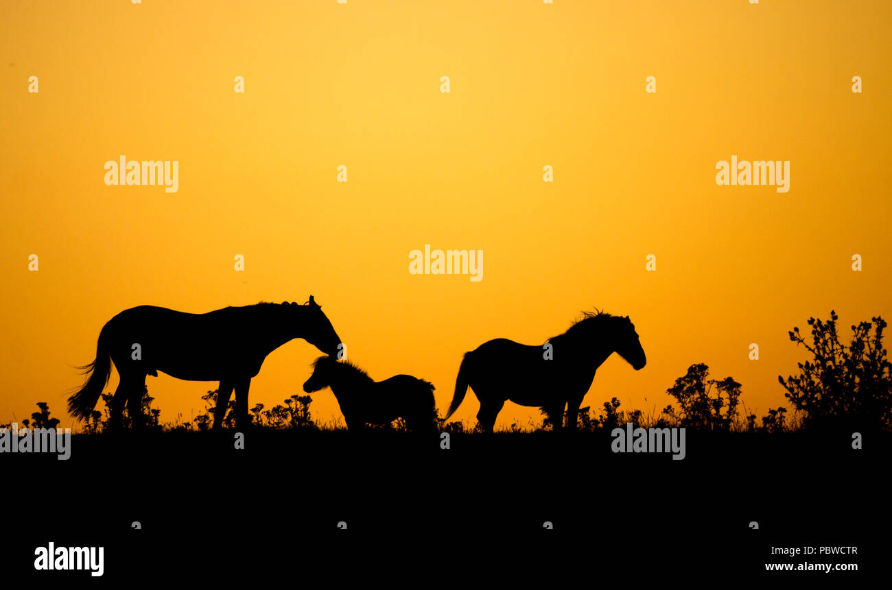 Horses at sunrise in north east England on a hot summer day in July during heatwave of 2018. UK Stock Photo