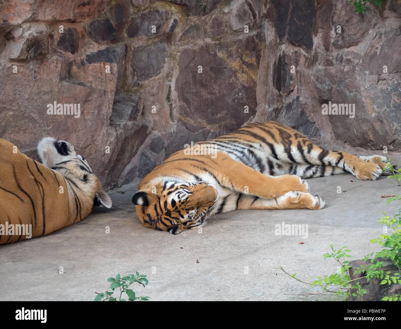 Shanghai, Shanghai, China. 30th July, 2018. Shanghai, CHINA-Siberian tigers at Heping Park in Shanghai, China. Credit: SIPA Asia/ZUMA Wire/Alamy Live News Stock Photo